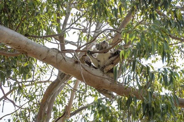 Koala in the tree relaxing and sleeping Royalty Free Stock Images