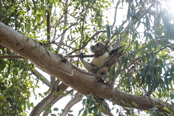 Koala in the tree relaxing and sleeping Royalty Free Stock Photos