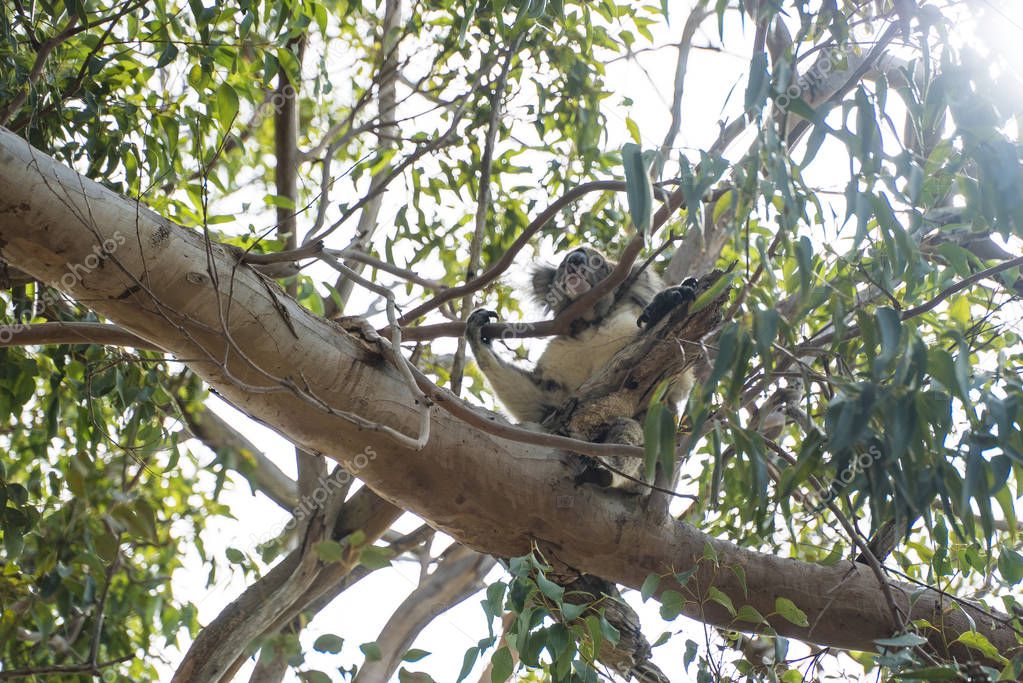 Koala in the tree relaxing and sleeping