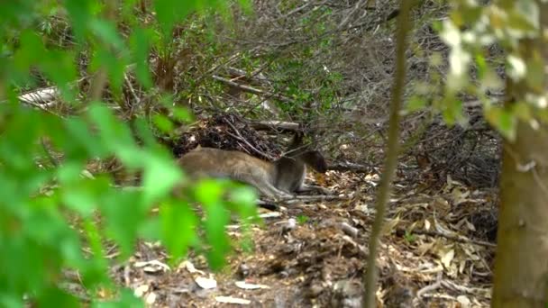 Kangoeroe vaststelling in de schaduw van het Park — Stockvideo