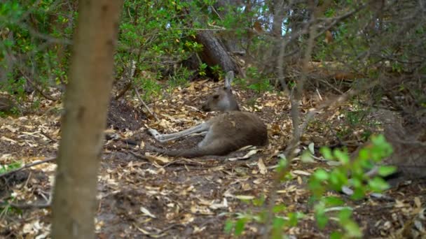 Kangoeroe vaststelling in de schaduw van het Park — Stockvideo