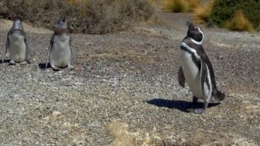 Puerto Madryn Pinguins ve manzara