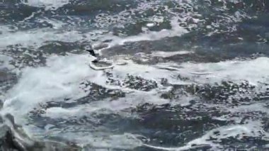 Puerto Madryn Pinguins ve manzara
