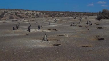Puerto Madryn Pinguins Beach ve Arjantin güzel manzaralar