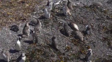 Puerto Madryn Pinguins ve manzara