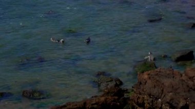 Puerto Madryn Pinguins ve manzara