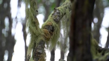 Punta Arenas Forrest okyanus manzaralı yürüyüş