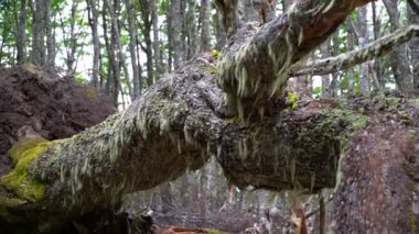 Punta Arenas Forrest okyanus manzaralı yürüyüş
