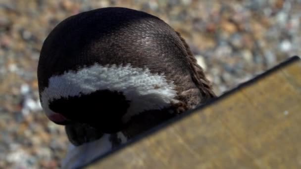 Puerto Madryn Pinguins en landschappen — Stockvideo