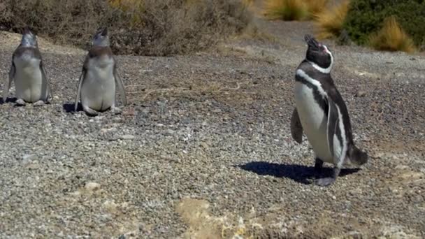 Pinguins e paisagens de Puerto Madryn — Vídeo de Stock