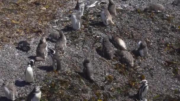Пуерто Madryn пінгвінів і пейзажі — стокове відео