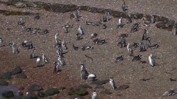 波多黎各马德林港 Pinguins 和风景 — 图库视频影像