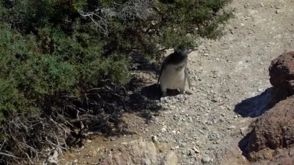プエルト ・ マドリン ペンギンと風景 — ストック動画