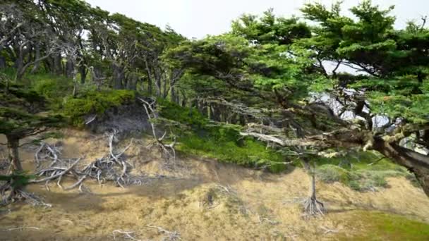 Punta Arenas Forrest Caminata con Vista al Mar — Vídeos de Stock