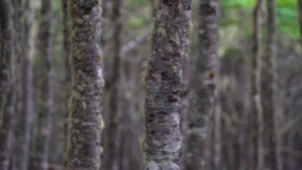 オーシャン ビューでプンタ アレナス ・ フォレストをハイキングします。 — ストック動画