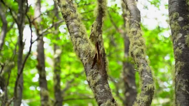 Punta Arenas Forrest vandra med havsutsikt — Stockvideo