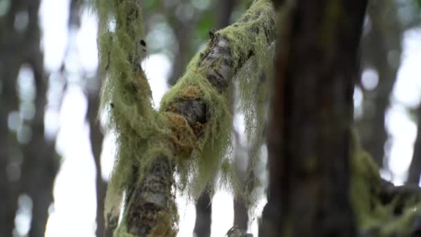 Punta Arenas Forrest vandra med havsutsikt — Stockvideo