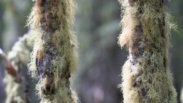 Punta Arenas Forrest wandeling met uitzicht op de Oceaan — Stockvideo