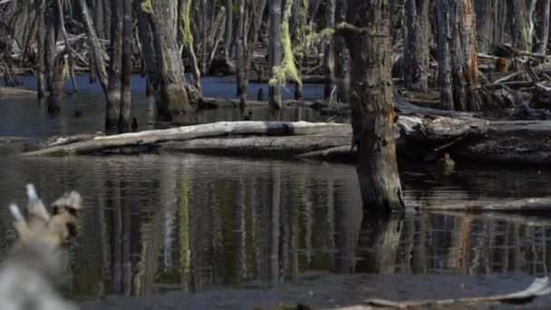 Ushuaia landschappen en meren in Argentinië — Stockvideo