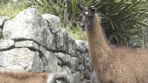 Lama in de top van de Machu Pichu — Stockvideo