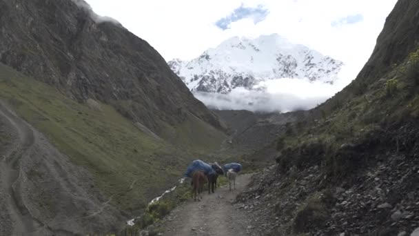 Salkantay Trekking nas montanhas — Vídeo de Stock