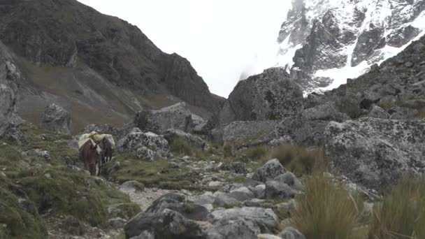 Salkantay Trekking a hegyekben — Stock videók