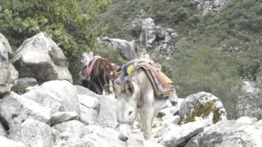 Santa Cruz Trekking Huaraz Dağları