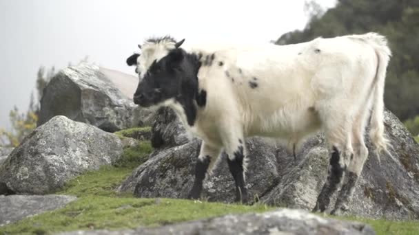 Santa Cruz Trekking Huaraz Dağları — Stok video