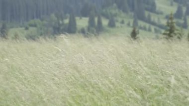 Gezi Transilvania doğa ve manzara