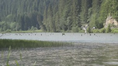 Gezi Transilvania doğa ve manzara