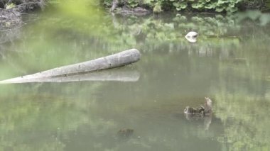 Gezi Transilvania doğa ve manzara