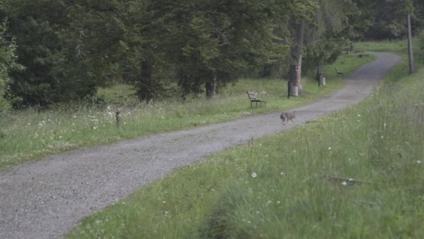 Viagem da Transilvânia Natureza e Paisagens — Vídeo de Stock