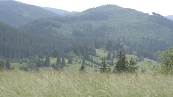 Wycieczka Transilvania przyroda i krajobrazy — Wideo stockowe