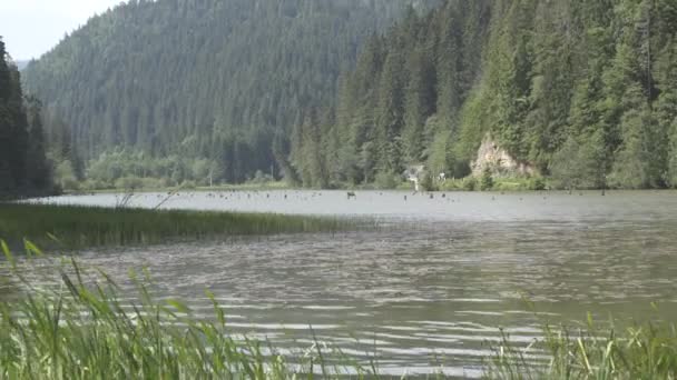 Transilvania 自然与山水之旅 — 图库视频影像