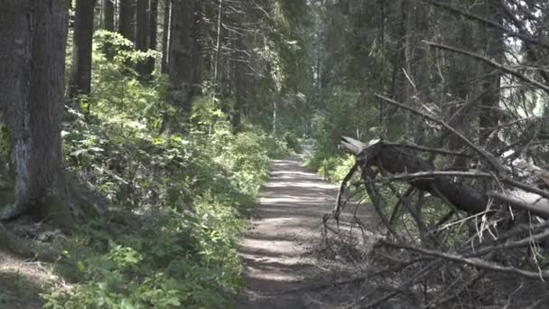 Resa av Transilvania natur och landskap — Stockvideo