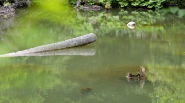 Gezi Transilvania doğa ve manzara