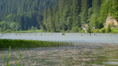 Gezi Transilvania doğa ve manzara