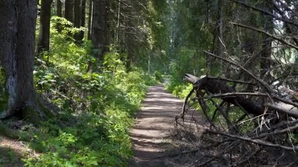 Reis van Transilvania natuur en landschap — Stockvideo