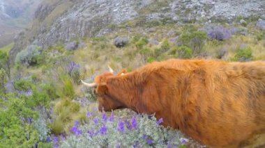 Santa Cruz Trekking Huaraz Dağları