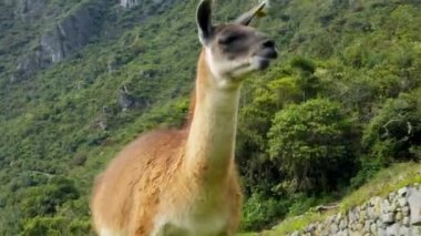 Machu Pichu top Lama
