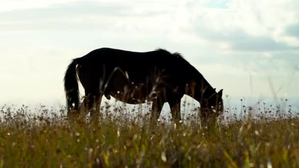 Easter Island Moai Rapa Nui Wild horses — Stock Video