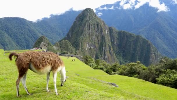 Lama in der Spitze des Machu Pichu — Stockvideo
