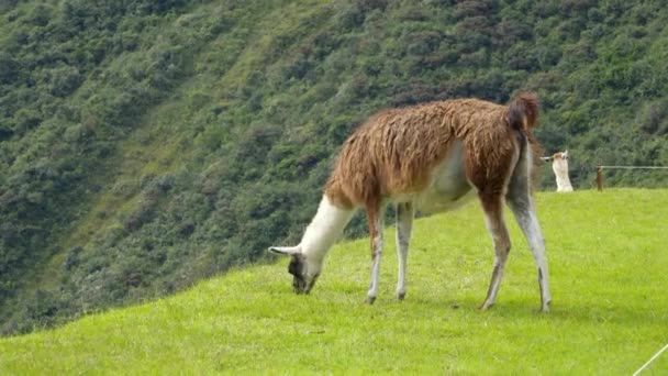 Llama no topo do Machu Pichu — Vídeo de Stock