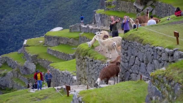 Machu Pichu en het avontuur bereikbaarheid — Stockvideo