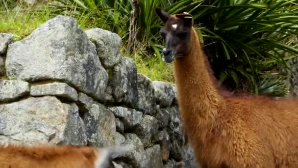 Llama Top Machu Pichu Archieological Lost City Inca — Stock Video