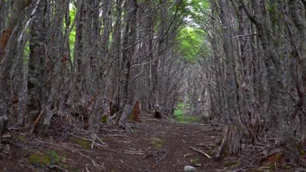 オーシャン ビューでプンタ アレナス ・ フォレストをハイキングします。 — ストック動画