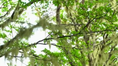 Punta Arenas Forrest okyanus manzaralı yürüyüş