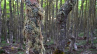 Punta Arenas Forrest okyanus manzaralı yürüyüş