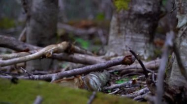Punta Arenas Forrest okyanus manzaralı yürüyüş