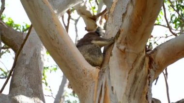 Ağaç Avustralya parklarda Koala